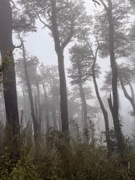 Imágenes del servicio 🔥 DARE TO EXPERIENCE “DARK TOURISM” IN PANGUIPULLI 🔥 #2